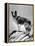 Lassie Come Home, 1943-null-Framed Stretched Canvas