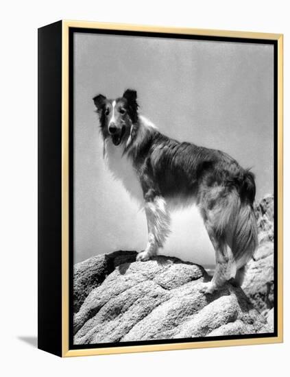 Lassie Come Home, 1943-null-Framed Stretched Canvas