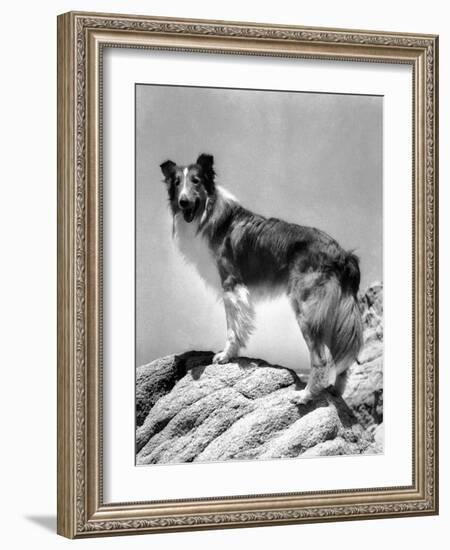 Lassie Come Home, 1943-null-Framed Photo