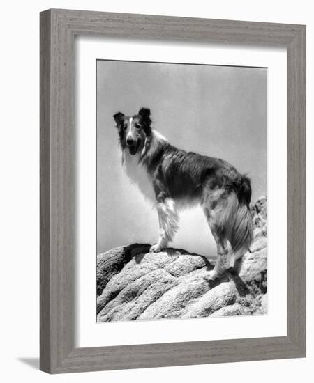 Lassie Come Home, 1943-null-Framed Photo