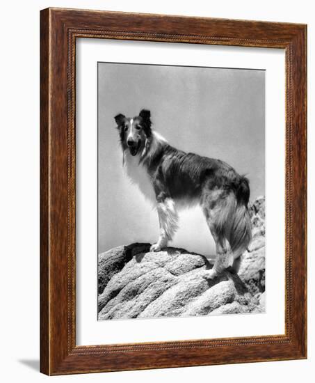 Lassie Come Home, 1943-null-Framed Photo