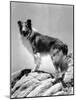 Lassie Come Home, 1943-null-Mounted Photo