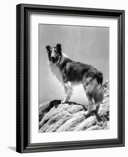 Lassie Come Home, 1943-null-Framed Photo