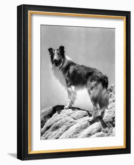 Lassie Come Home, 1943-null-Framed Photo