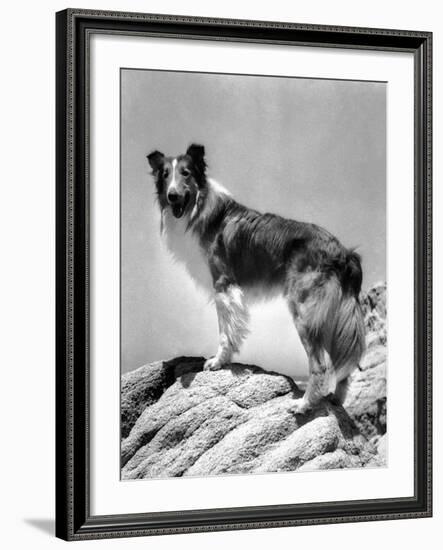 Lassie Come Home, 1943-null-Framed Photo