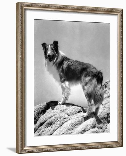 Lassie Come Home, 1943-null-Framed Photo