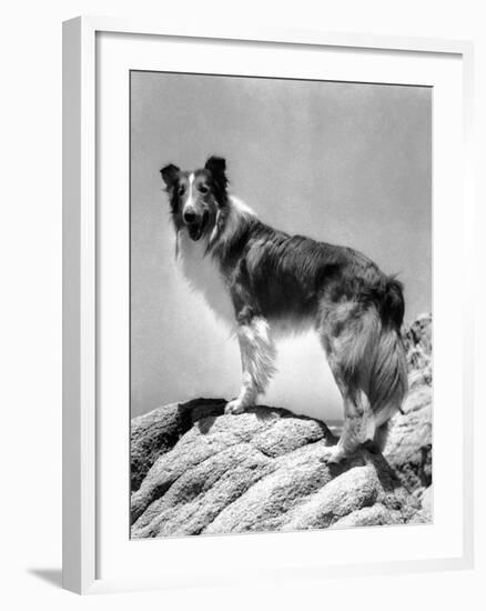 Lassie Come Home, 1943-null-Framed Photo