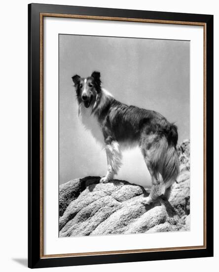 Lassie Come Home, 1943-null-Framed Photo