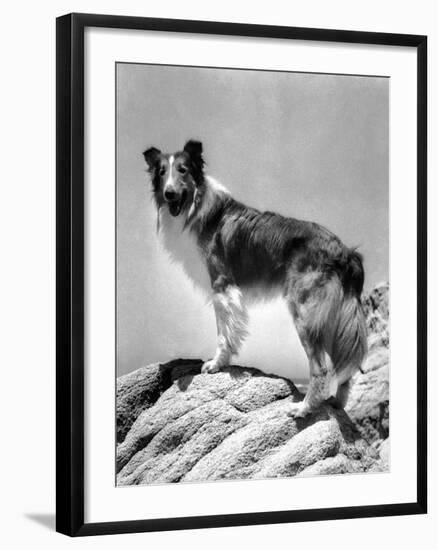 Lassie Come Home, 1943-null-Framed Photo