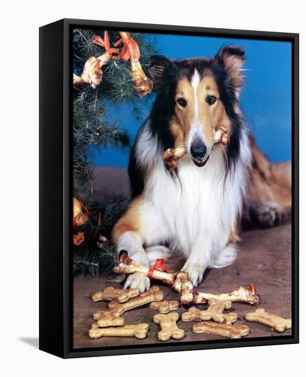 Lassie-null-Framed Stretched Canvas