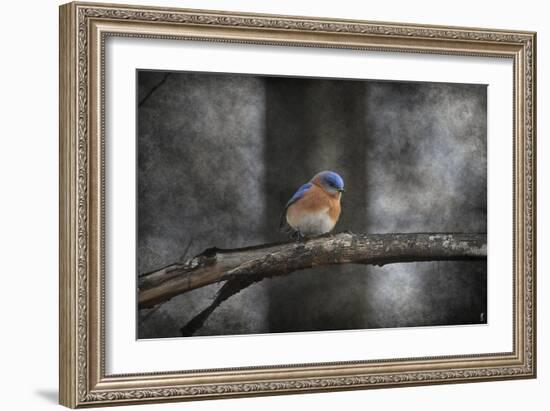 Last Day Home Bluebird-Jai Johnson-Framed Giclee Print