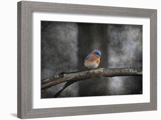 Last Day Home Bluebird-Jai Johnson-Framed Giclee Print