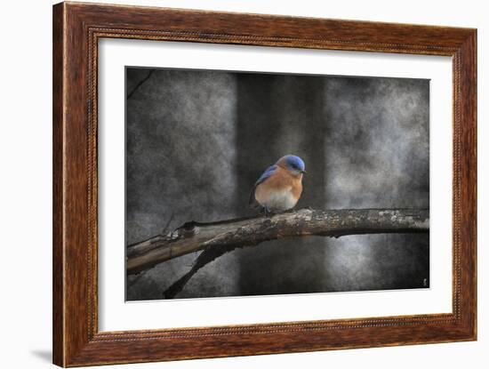 Last Day Home Bluebird-Jai Johnson-Framed Giclee Print