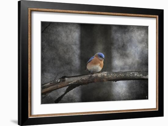 Last Day Home Bluebird-Jai Johnson-Framed Giclee Print