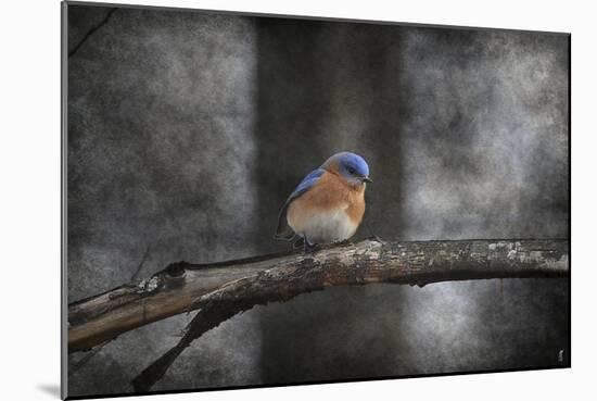 Last Day Home Bluebird-Jai Johnson-Mounted Giclee Print