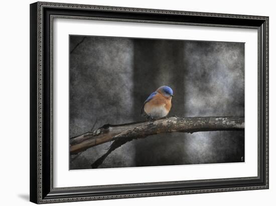 Last Day Home Bluebird-Jai Johnson-Framed Giclee Print