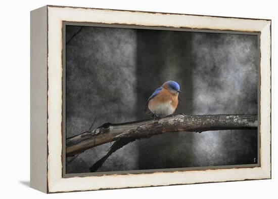 Last Day Home Bluebird-Jai Johnson-Framed Premier Image Canvas