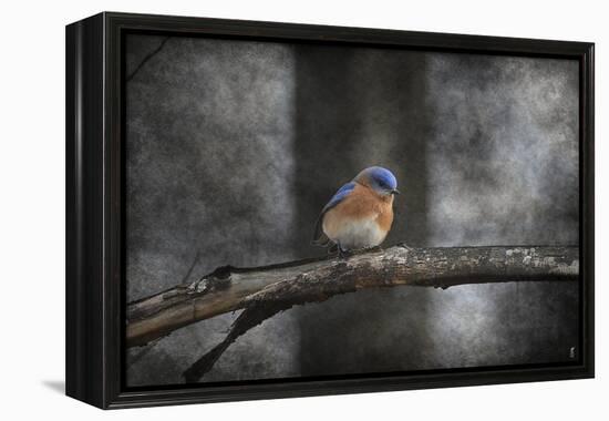 Last Day Home Bluebird-Jai Johnson-Framed Premier Image Canvas