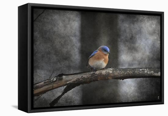 Last Day Home Bluebird-Jai Johnson-Framed Premier Image Canvas