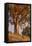 Last Light Eucalyptus-Vincent James-Framed Premier Image Canvas