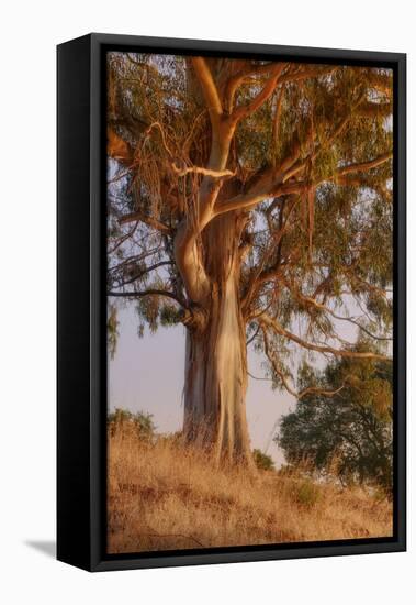 Last Light Eucalyptus-Vincent James-Framed Premier Image Canvas