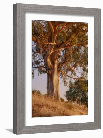 Last Light Eucalyptus-Vincent James-Framed Photographic Print