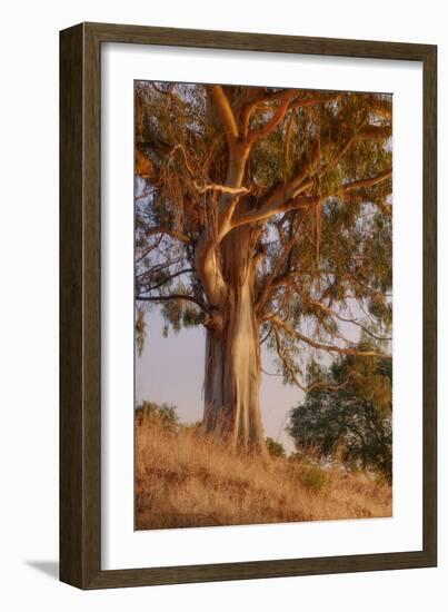 Last Light Eucalyptus-Vincent James-Framed Photographic Print