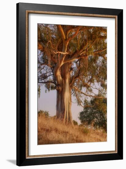 Last Light Eucalyptus-Vincent James-Framed Photographic Print