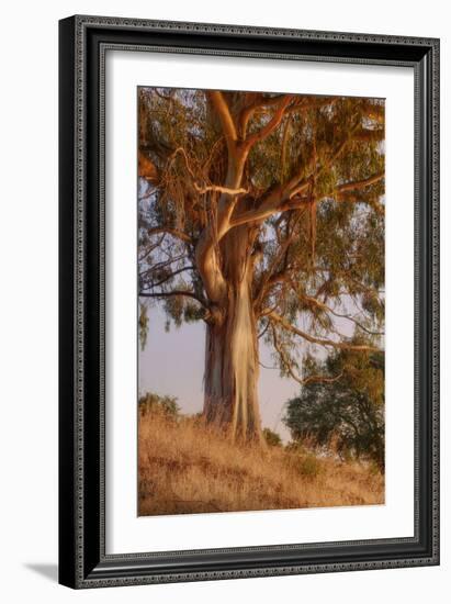 Last Light Eucalyptus-Vincent James-Framed Photographic Print