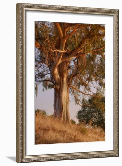 Last Light Eucalyptus-Vincent James-Framed Photographic Print