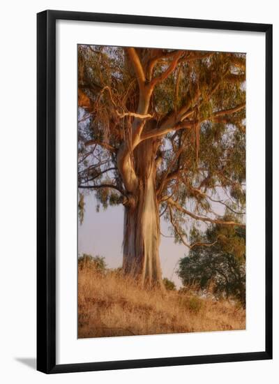 Last Light Eucalyptus-Vincent James-Framed Photographic Print