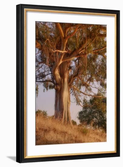 Last Light Eucalyptus-Vincent James-Framed Photographic Print