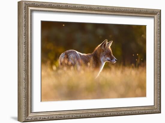 Last Light Fox-Pim Leijen-Framed Giclee Print