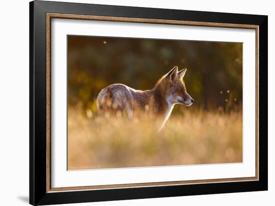 Last Light Fox-Pim Leijen-Framed Giclee Print