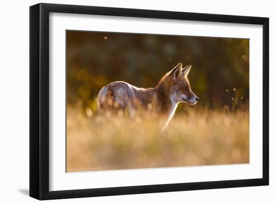 Last Light Fox-Pim Leijen-Framed Giclee Print