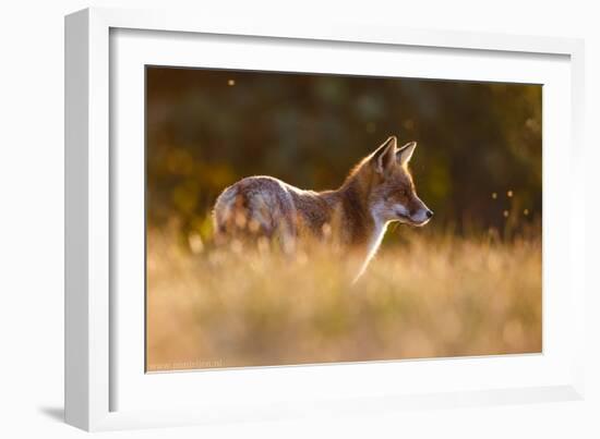 Last Light Fox-Pim Leijen-Framed Giclee Print