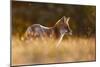 Last Light Fox-Pim Leijen-Mounted Giclee Print