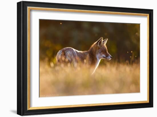 Last Light Fox-Pim Leijen-Framed Giclee Print