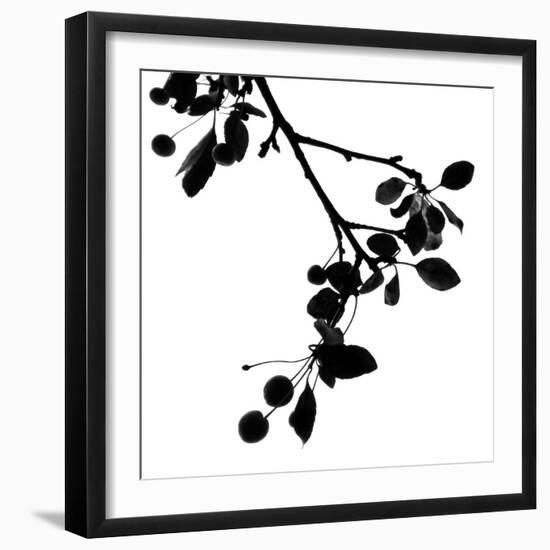 Last of Summer III-Monika Burkhart-Framed Photo