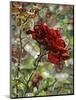 Last Rose of Summer-Mandy Budan-Mounted Giclee Print