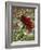 Last Rose of Summer-Mandy Budan-Framed Giclee Print