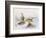 Last Year's Nest-Harry Bright-Framed Giclee Print