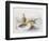 Last Year's Nest-Harry Bright-Framed Giclee Print