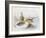 Last Year's Nest-Harry Bright-Framed Giclee Print