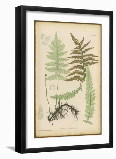 Lastrea Thelypteris-null-Framed Art Print