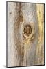 Latah, Washington State, USA. Knot in weathered wood on an old barn.-Emily Wilson-Mounted Photographic Print