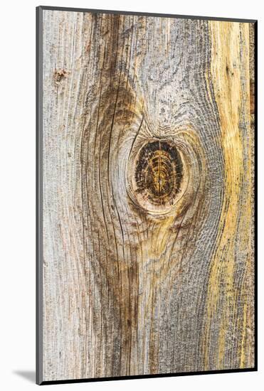 Latah, Washington State, USA. Knot in weathered wood on an old barn.-Emily Wilson-Mounted Photographic Print