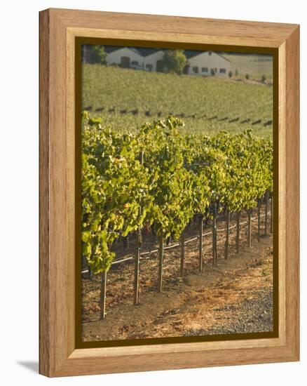 Late Afternoon Vineyard, Napa Valley, California-Walter Bibikow-Framed Premier Image Canvas