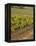 Late Afternoon Vineyard, Napa Valley, California-Walter Bibikow-Framed Premier Image Canvas