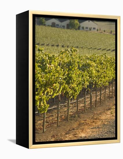 Late Afternoon Vineyard, Napa Valley, California-Walter Bibikow-Framed Premier Image Canvas